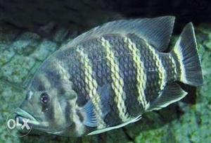 7+ Inch Zeebra Telapia Fish. Very active.Genuine