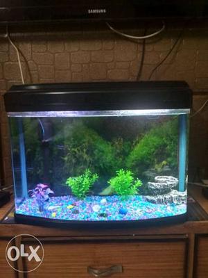 70 litre aquarium with decorations and all