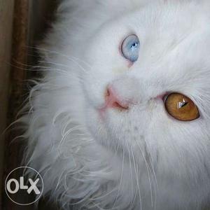 ALL TYPES OF PERSIAN CATS AVAILABLE WITH US! all
