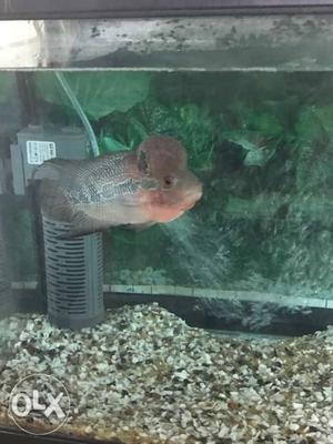 Active fully grown flower horn fish