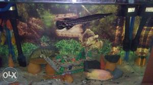 Aligator gar around 10" awesome fish who loves to keep meen