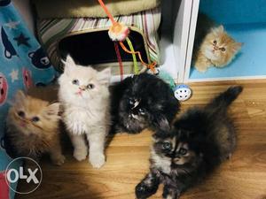 All color blue eyes Persian kitten for sale cash