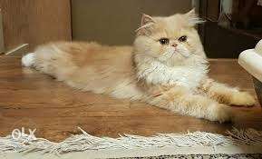 All colour pure Persian kittens for sale