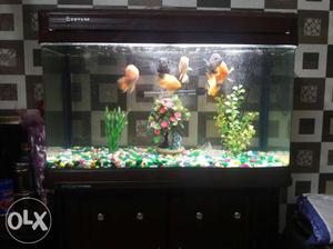 Aquarium -  RS., Fishes  RS.(fixed price)