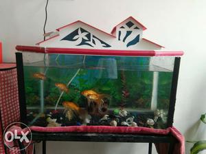 Aquarium fishtank with stand and 5 gold fishes