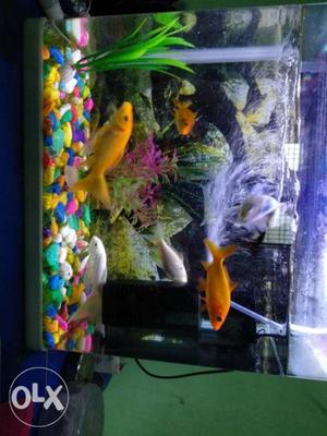 Aquarium with 9 fishes