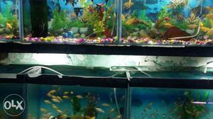 Aquariums and fishes available