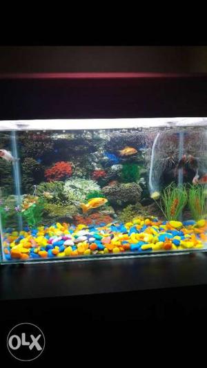 Beautifull small aquarium for small family