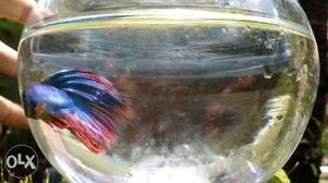 Betta fish blue and red mixed colours