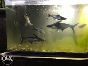 Big Shark fish for sale 10 pieces includes one red fin shark