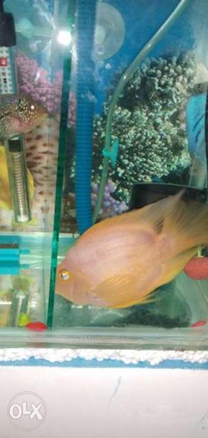 Big size 6 inch parro Fish