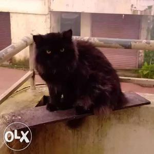 Black Cat In Mangaluru