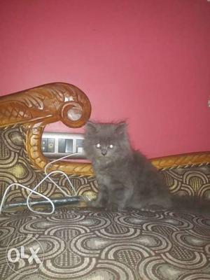 Black Persian male kitten for sale healthy and