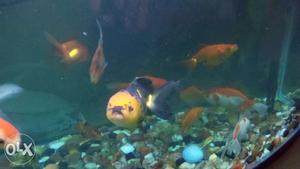 Black and orange oranda fish for sale