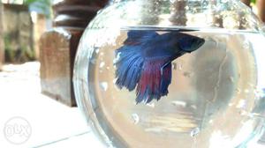 Blue betta with red shade