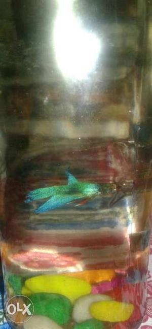 Blue colour betta fish