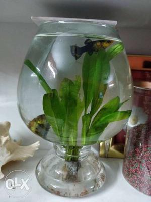 Bowl with Black And Yellow Fish on pair and live plant