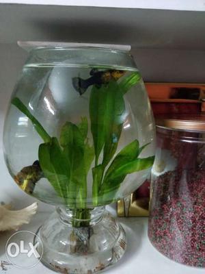 Bowl with a pair of fish and 1 live plant