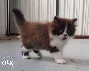 Bring home the happiness with a Persian kitten