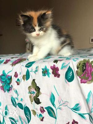 Calico female,super cute active n vaccinated