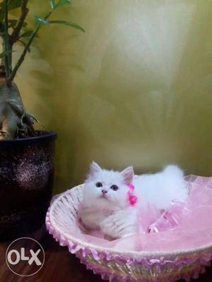 Cute baby persian cats kitten sale lovely colors or best