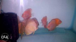 Discus for sale.2 inchs to 3 inchs size