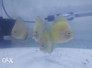 Discus mix lot of 25 pieces.. 2.5 inch size
