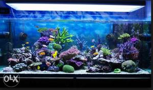 Do you want to get the beautiful fish aquarium to home?