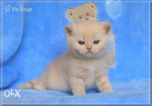 Doll face blue eyes white Persian kitten