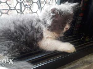 Double coated hair female persian kitten for sale