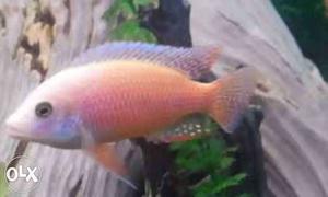 Dragonblood cichlid. Very active and healthy. 5