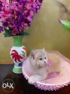 Exquisite pure breed friendly female persian