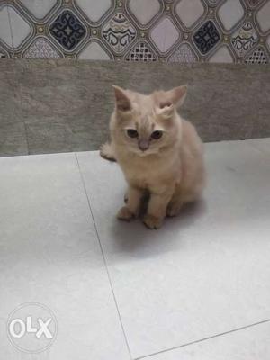 Female persian cat 6 montths old