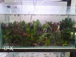 Fish tank for sale without fish