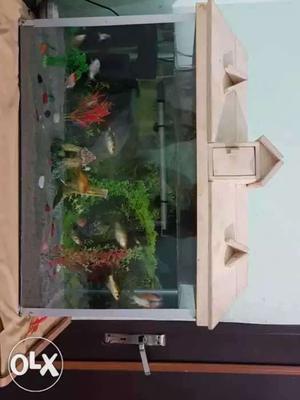 Fish tank with 14 fishs and aal other acessories