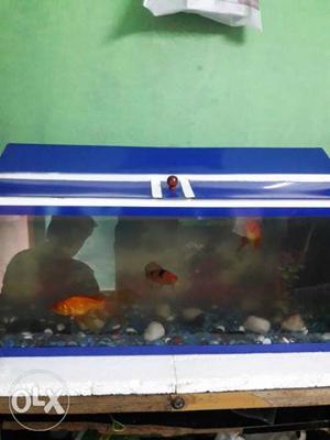 Fishes and oxygen stones aquarium