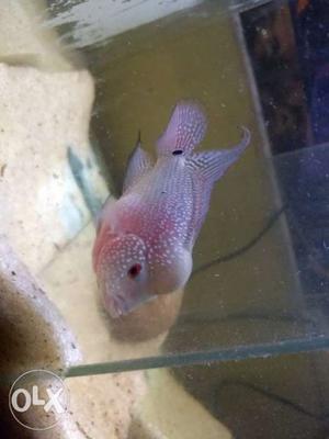 Flowerhorn 3 Inches