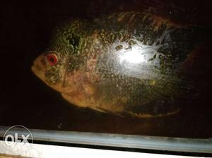 Flowerhorn fish...size 6inch..with beautiful