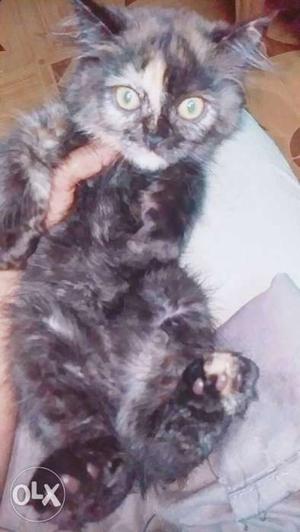 For sale female pure Persian cat mix colour