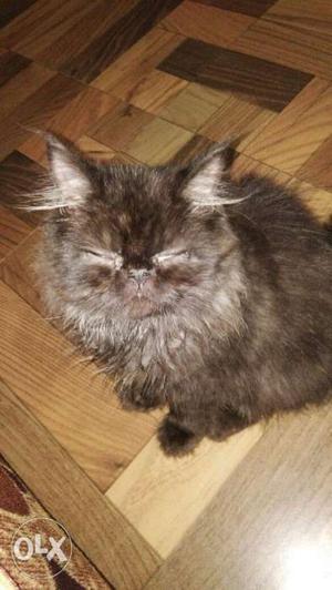 Full punch face Persian cat 3mnth old with cat