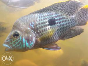 Gray And Blue Cichlid
