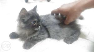 Gray Kitten persian and torty colour