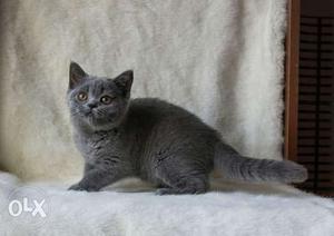Grey British Shorthair Cat