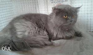 Grey Persian cat trained 13 months old if u r