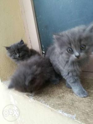 Grey Persian kittens
