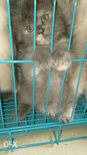 Grey tordie double coated persian female kitten