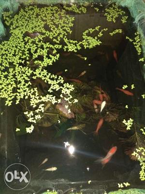 Guppy,platy,mollys,gold Fish, Black Moor Fishes