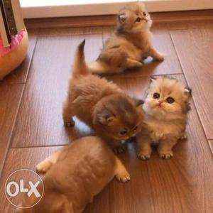 Healthy and happy Persian kitten for sale cash on