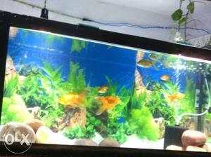 I have an 4 feet aquarium for sale with all