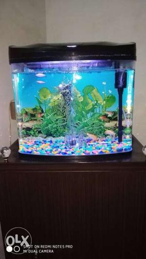 Important fish aquarium with led light and with